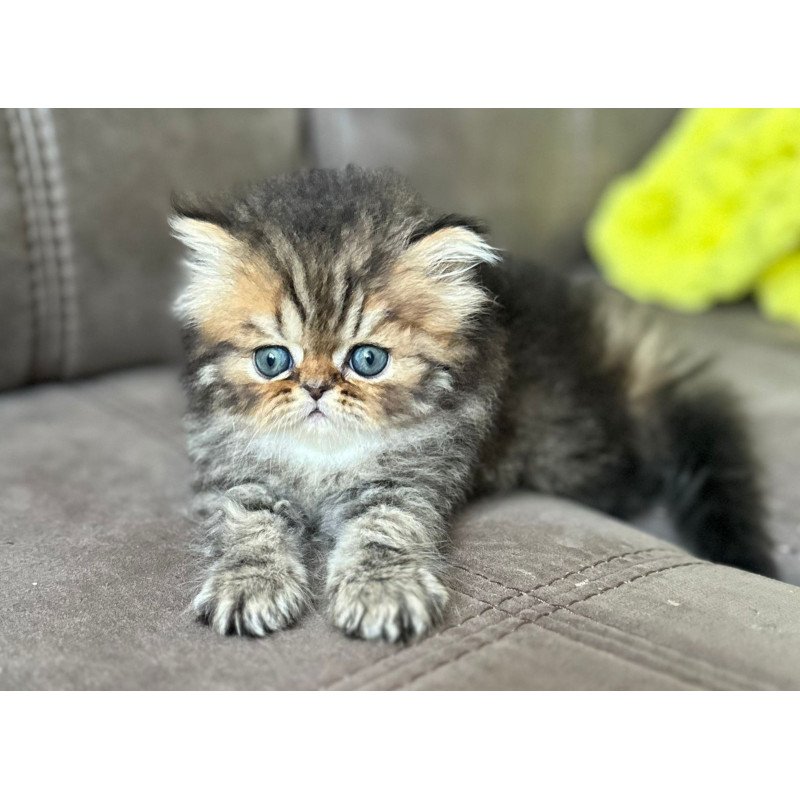 Persian NOV Teona