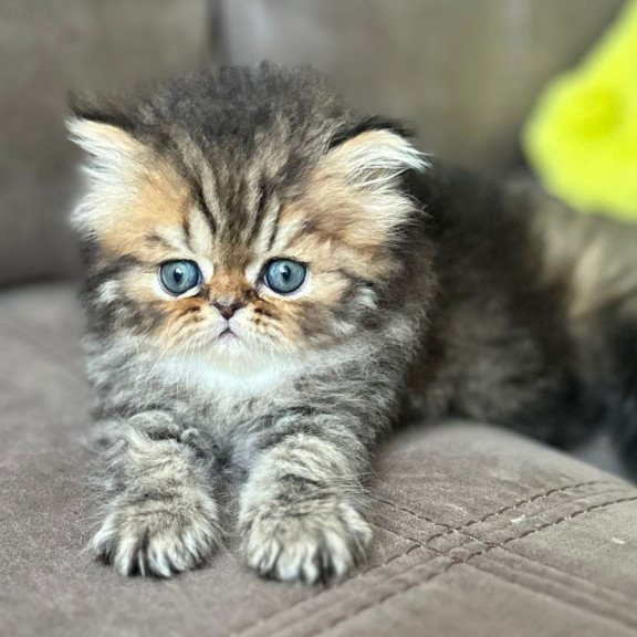 Persian NOV Teona