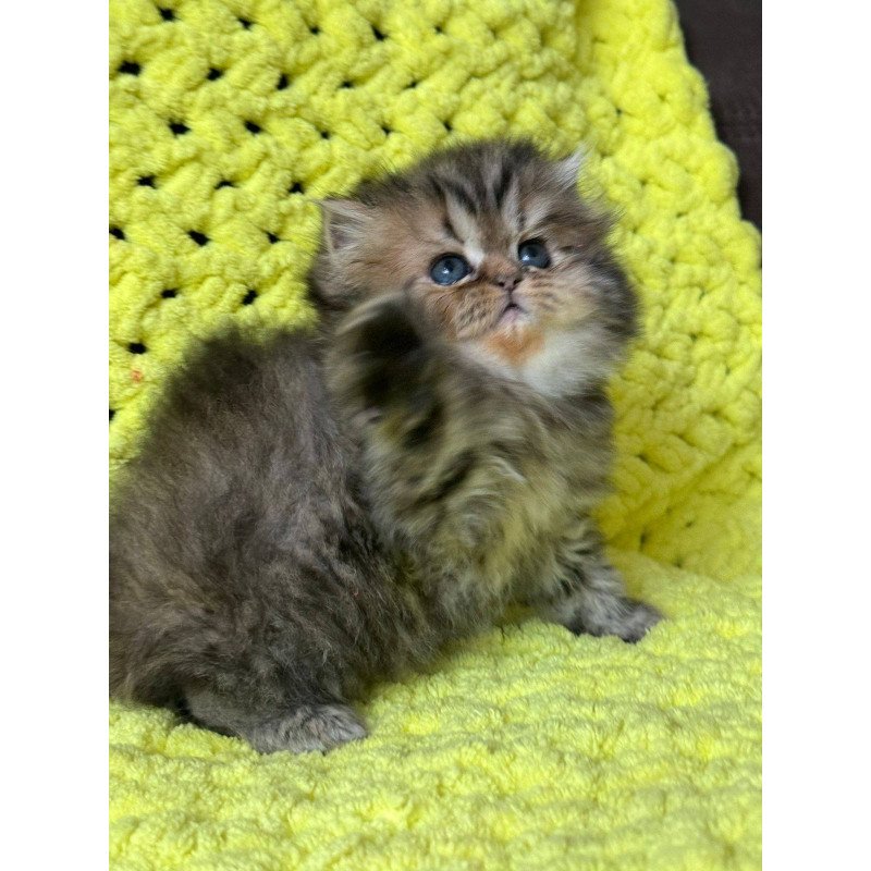 Persian NOV Tonya