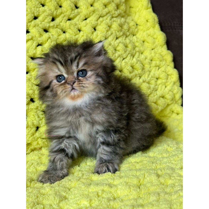 Persian NOV Tonya
