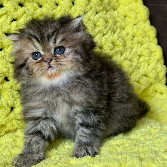 Persian NOV Tonya