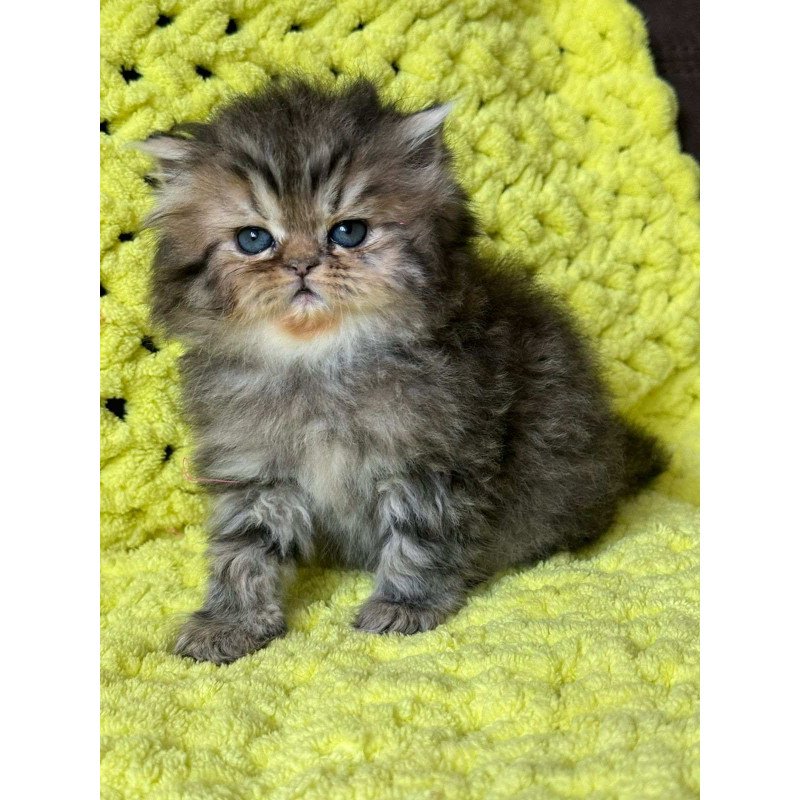 Persian NOV Tonya