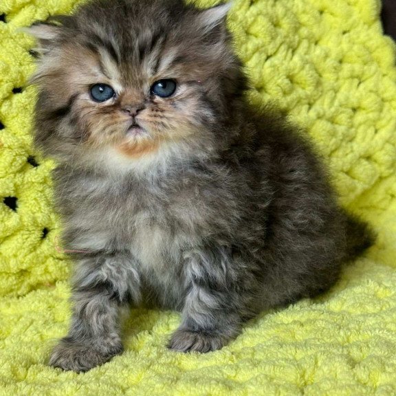 Persian NOV Tonya