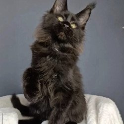 Maine Coon NOV Sara