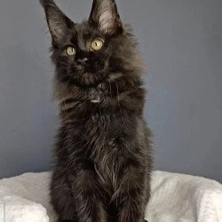 Maine Coon NOV Sara