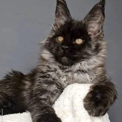 Maine Coon NOV Leonardo