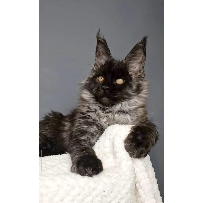 Maine Coon NOV Leonardo