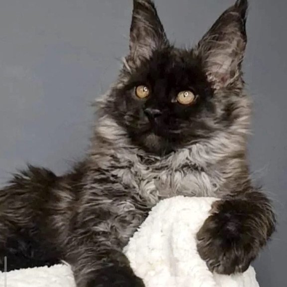 Maine Coon NOV Leonardo