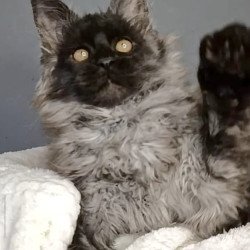 Maine Coon NOV Leonardo