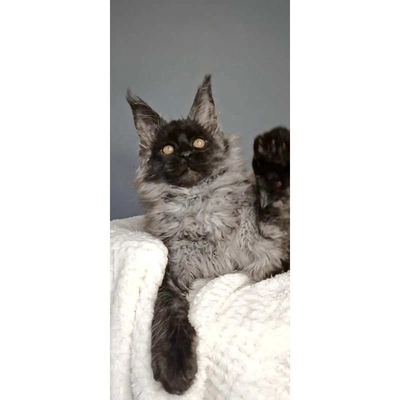 Maine Coon NOV Leonardo