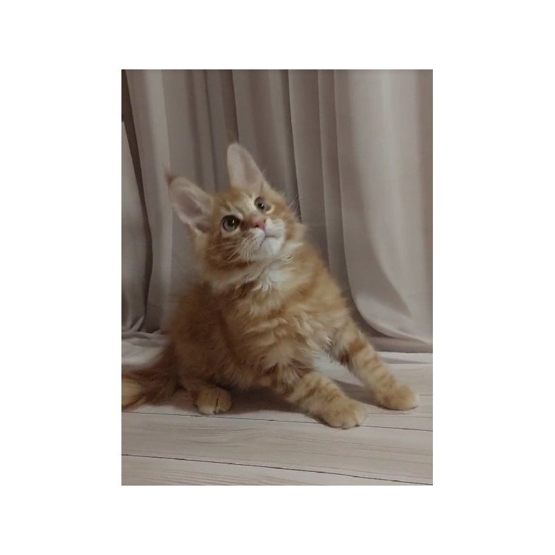Maine Coon Alva Gellik