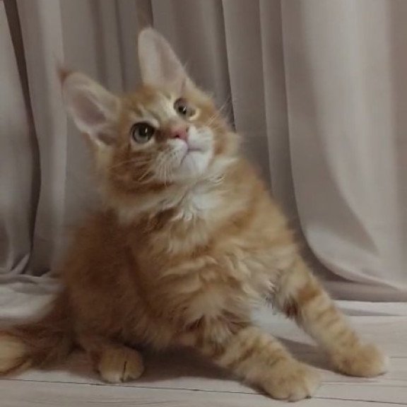 Maine Coon Alva Gellik
