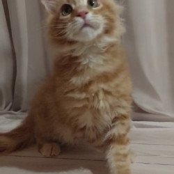 Maine Coon Alva Gellik