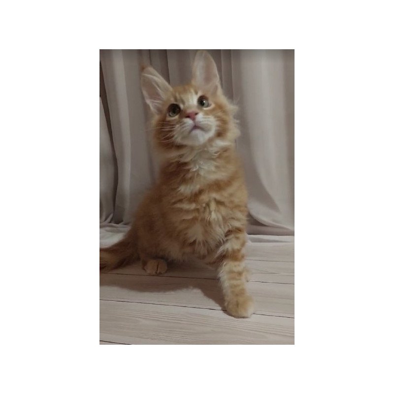 Maine Coon Alva Gellik