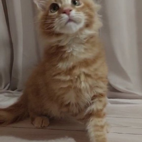 Maine Coon Alva Gellik