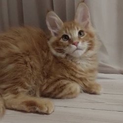 Maine Coon Alva Gellik