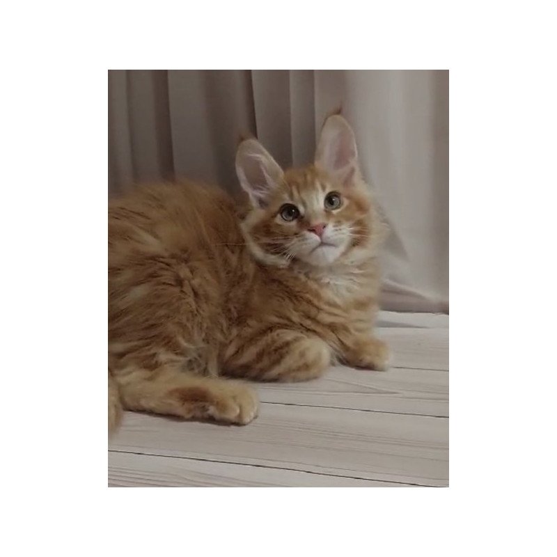Maine Coon Alva Gellik
