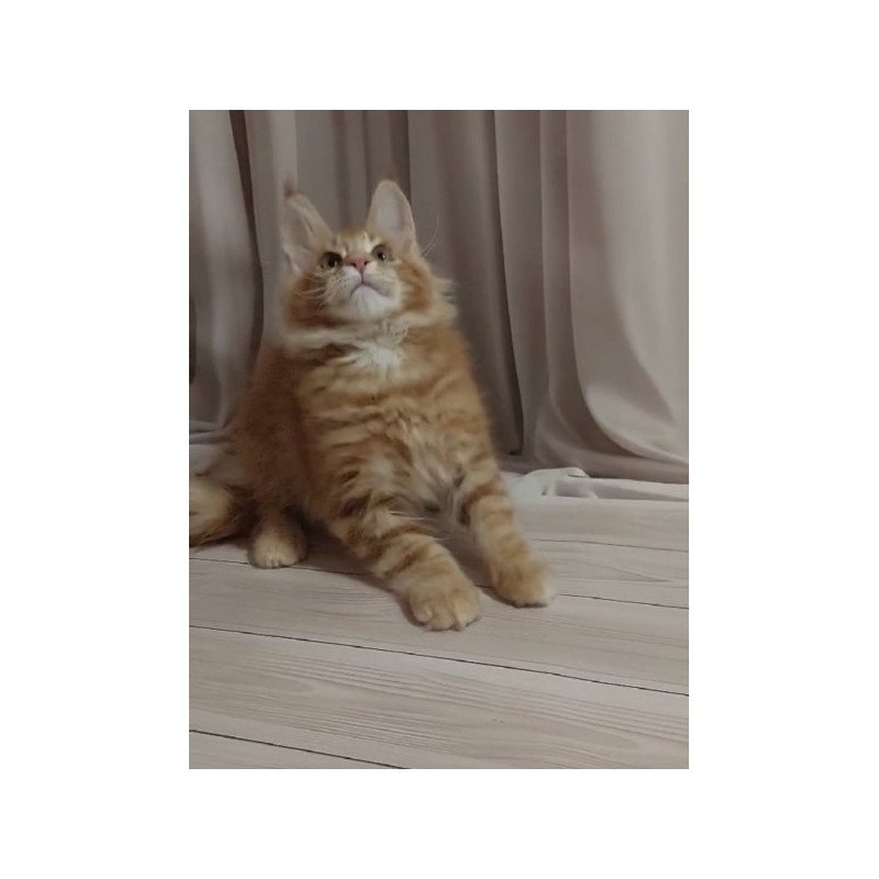 Maine Coon Alva Gellik