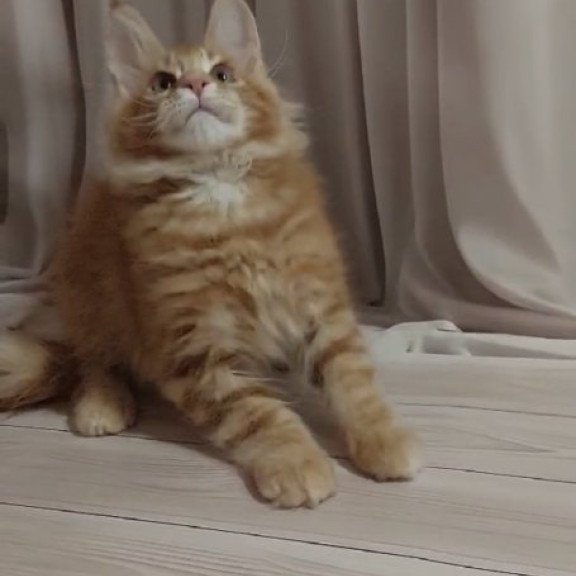 Maine Coon Alva Gellik