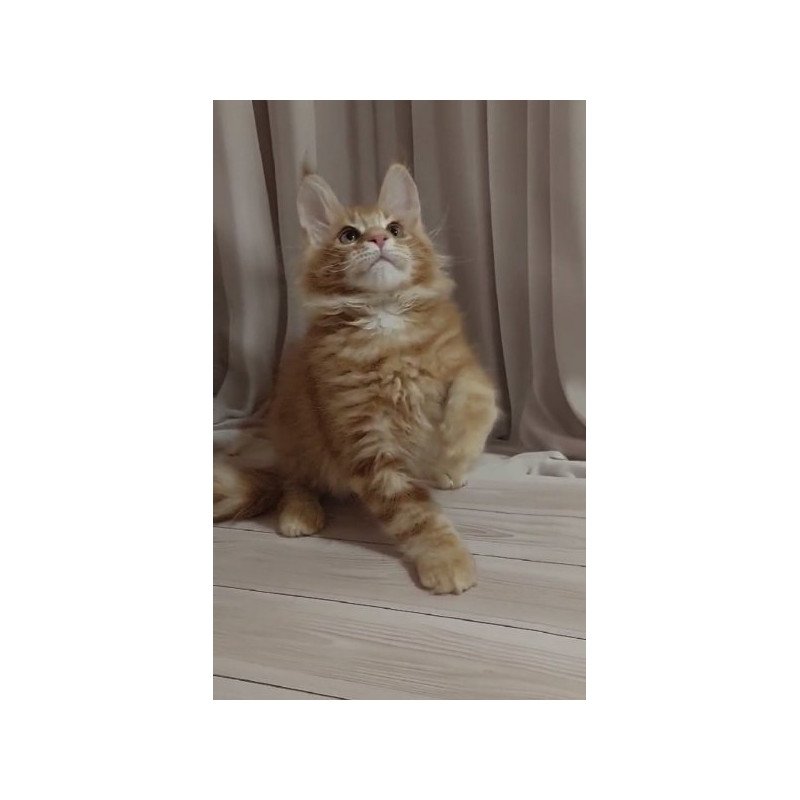 Maine Coon Alva Gellik