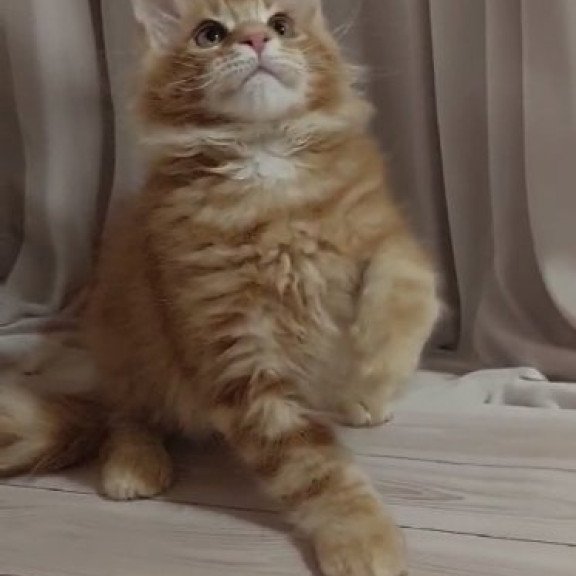 Maine Coon Alva Gellik