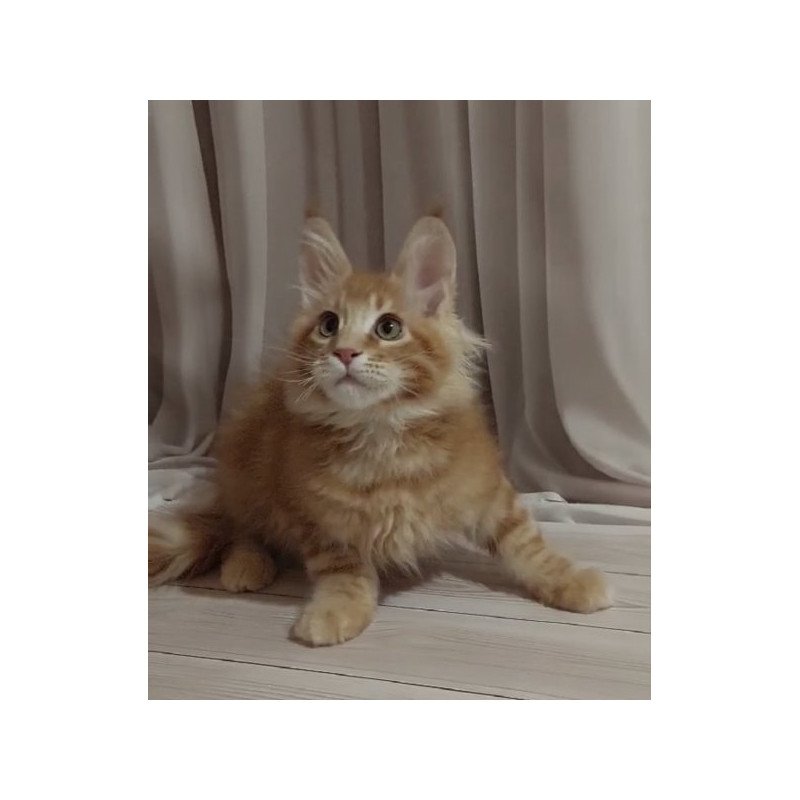 Maine Coon Alva Gellik