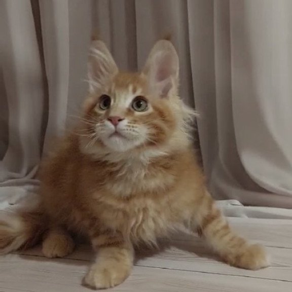 Maine Coon Alva Gellik