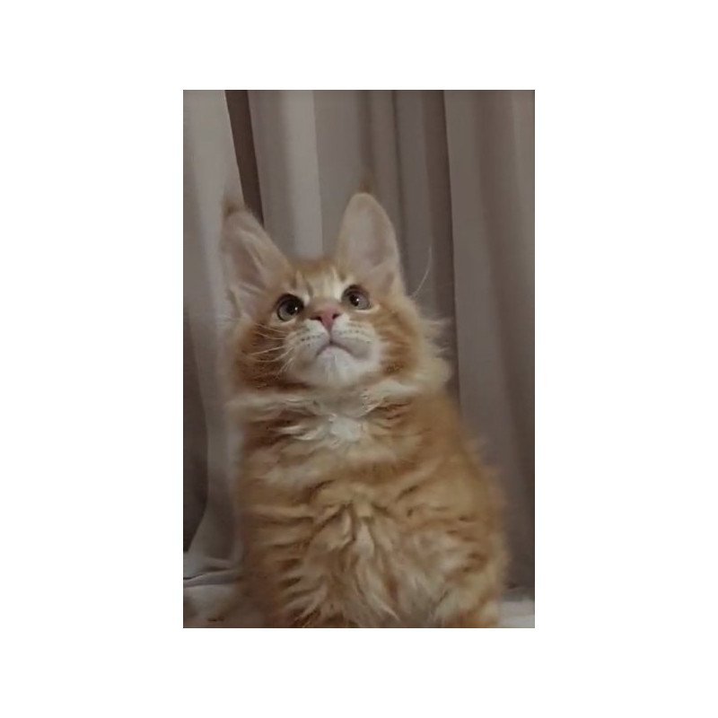Maine Coon Alva Gellik