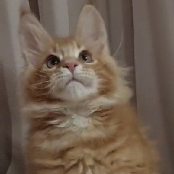 Maine Coon Alva Gellik