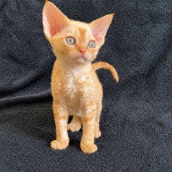 Devon Rex Alva Benya