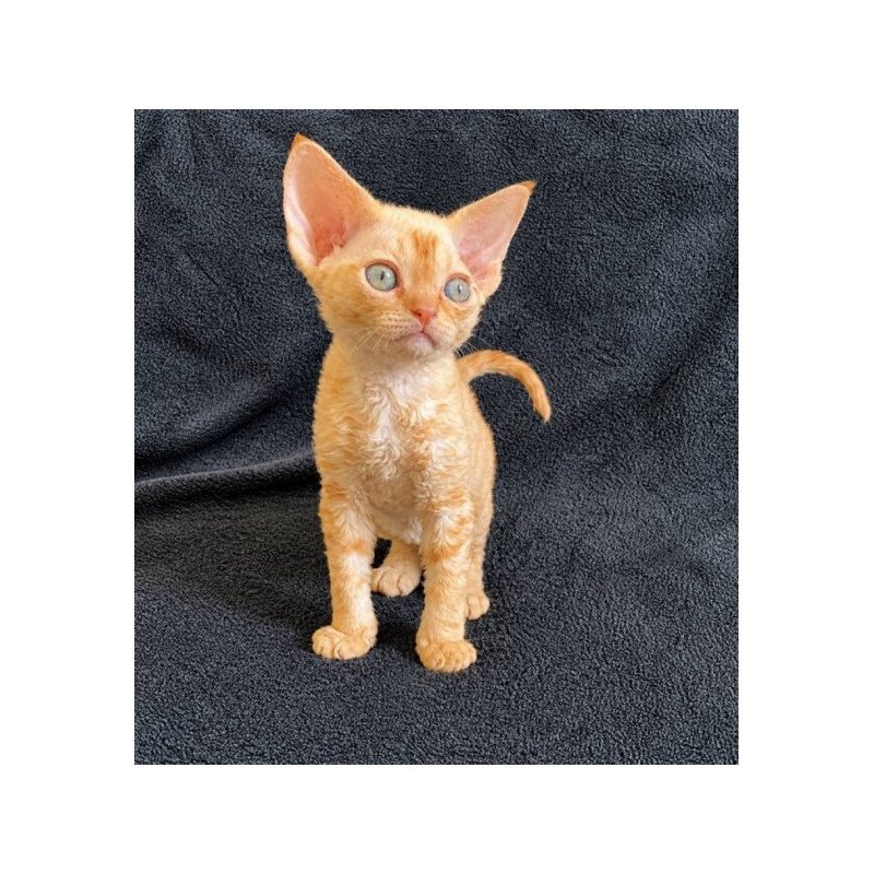 Devon Rex Alva Benya