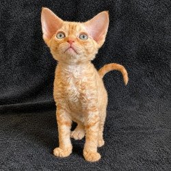 Devon Rex Alva Benya