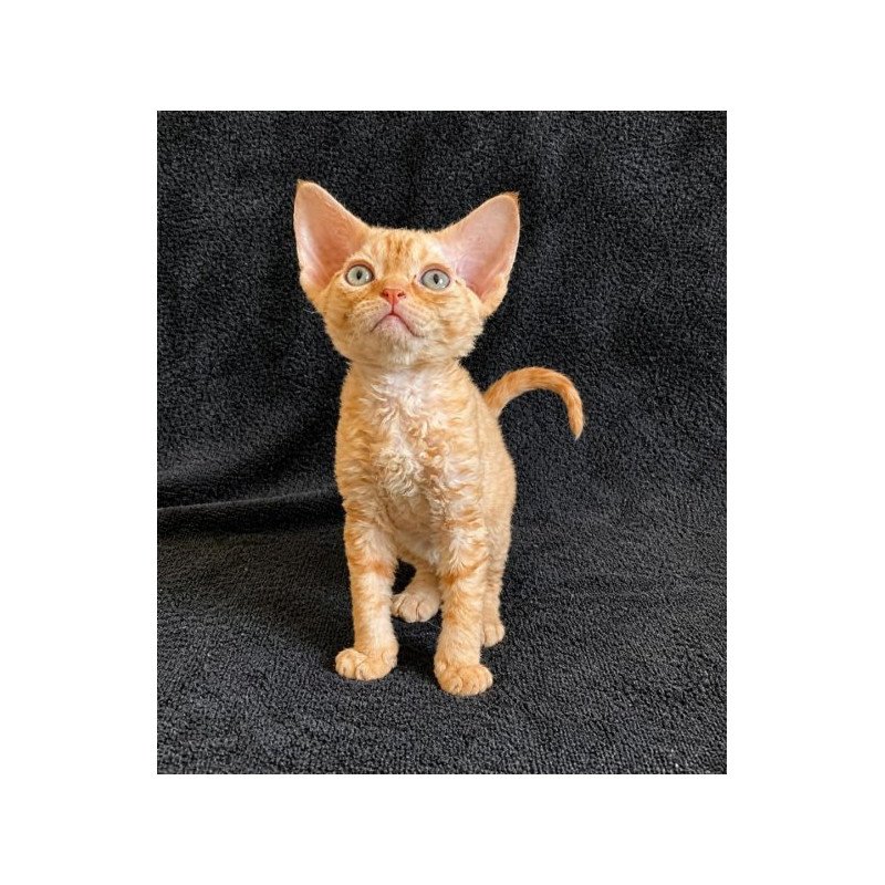 Devon Rex Alva Benya