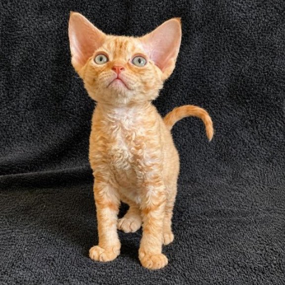 Devon Rex Alva Benya