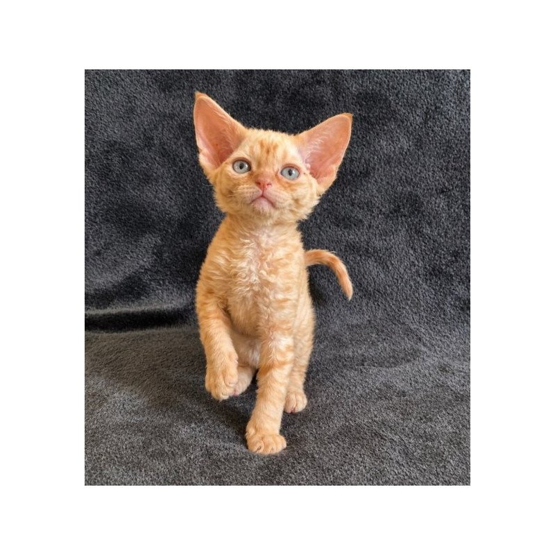 Devon Rex Alva Benya