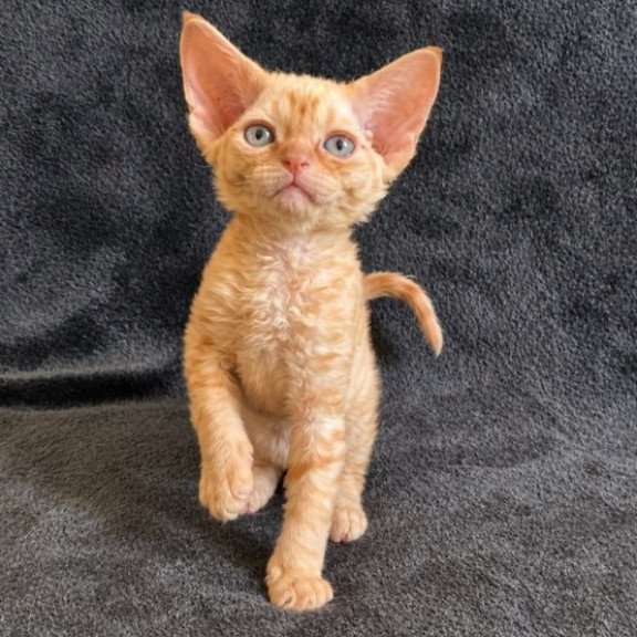 Devon Rex Alva Benya