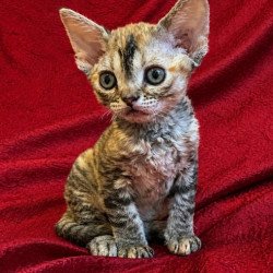 Devon Rex Alva Bella