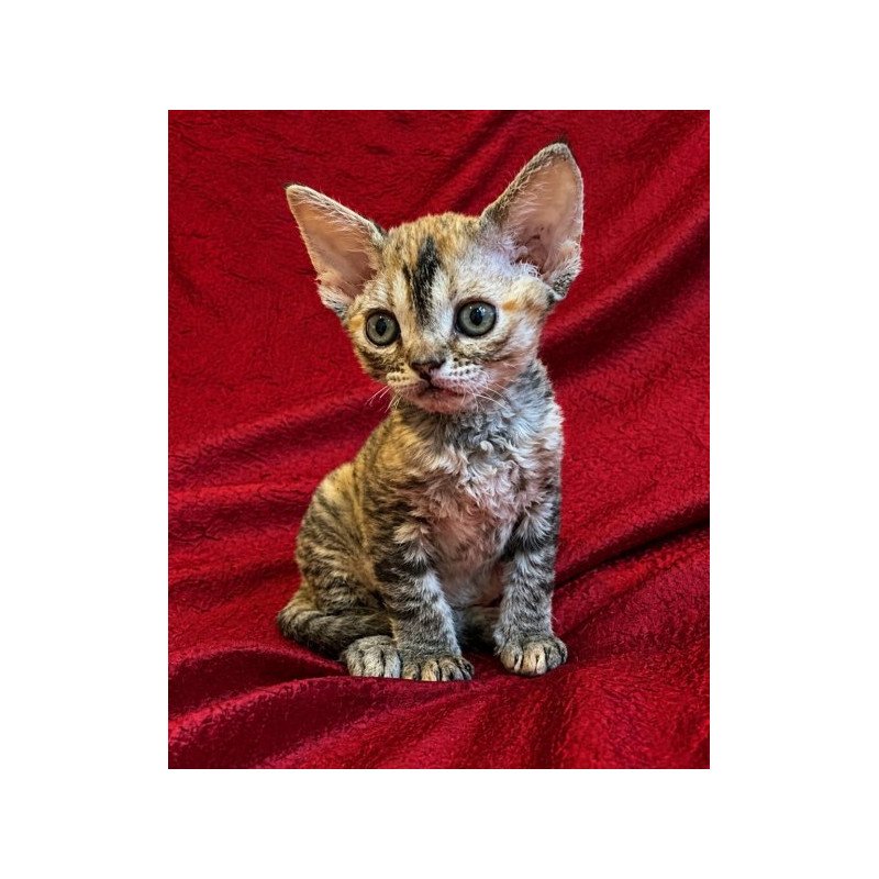 Devon Rex Alva Bella