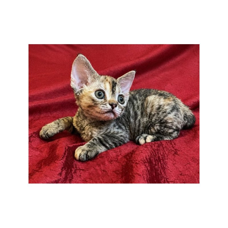 Devon Rex Alva Bella