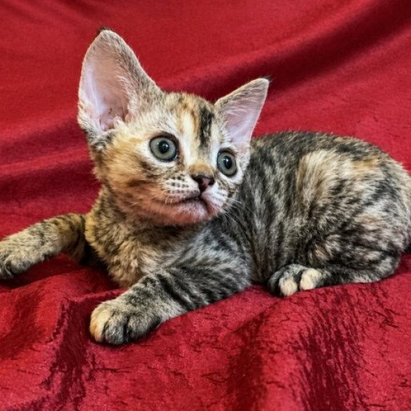 Devon Rex Alva Bella