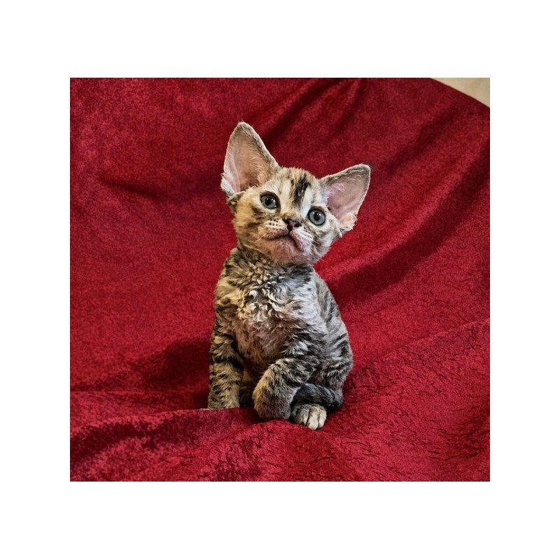 Devon Rex Alva Bella