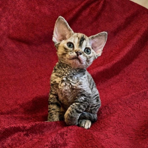 Devon Rex Alva Bella