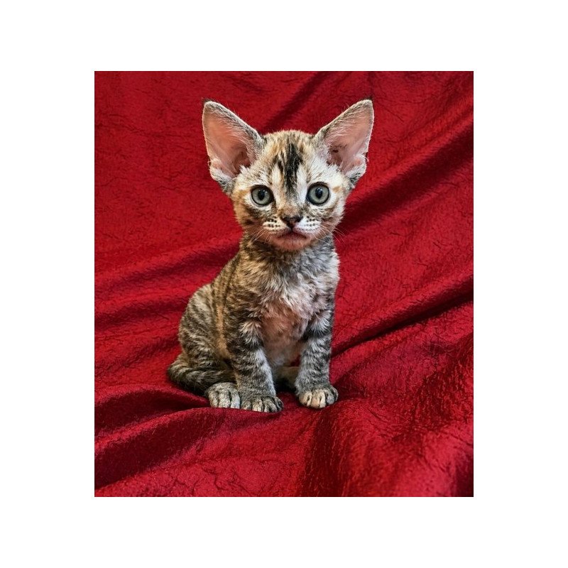 Devon Rex Alva Bella