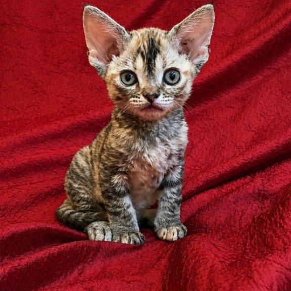 Devon Rex Alva Bella