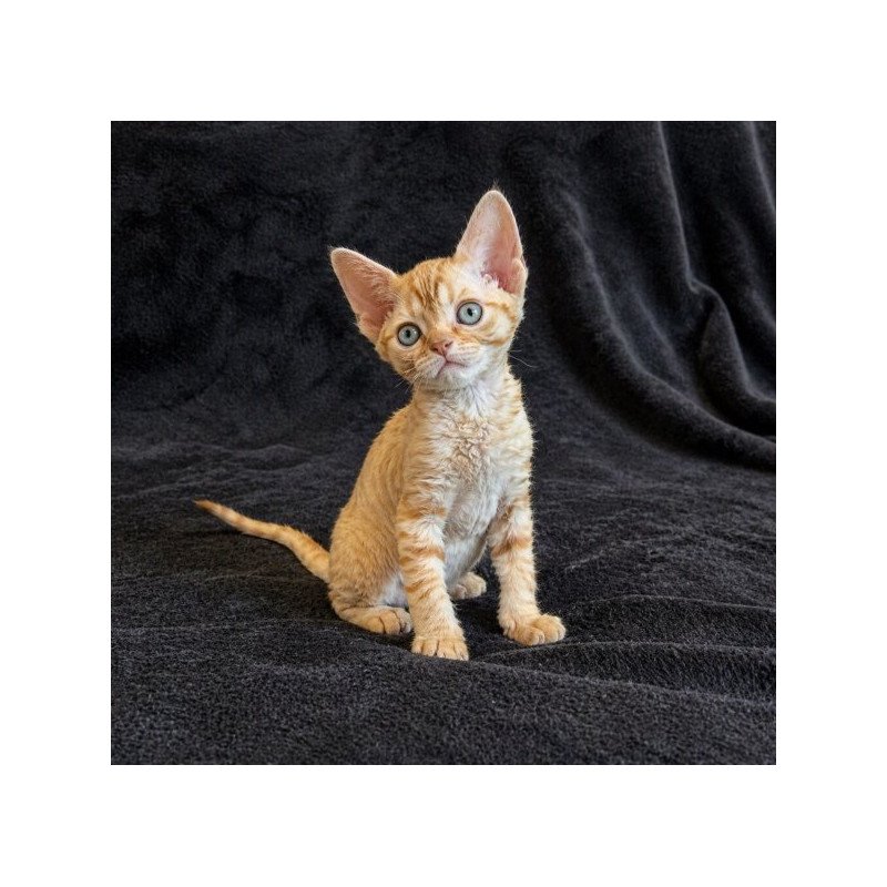 Devon Rex Alva Bonya