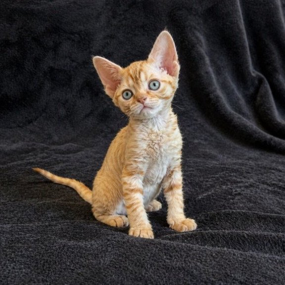 Devon Rex Alva Bonya