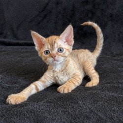 Devon Rex Alva Bonya