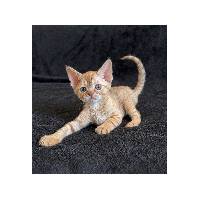 Devon Rex Alva Bonya