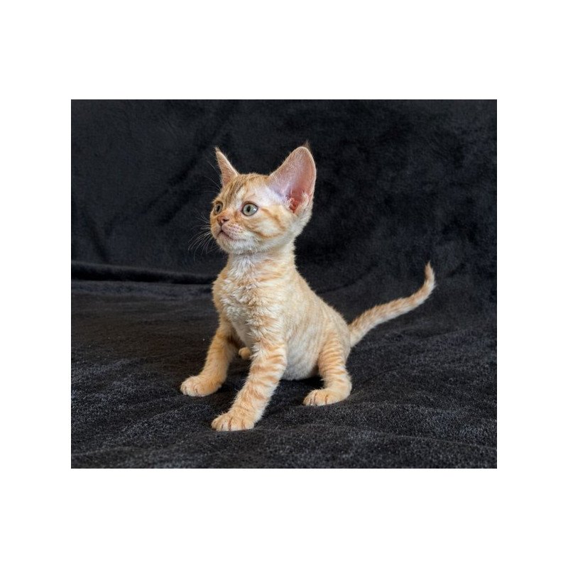 Devon Rex Alva Bonya
