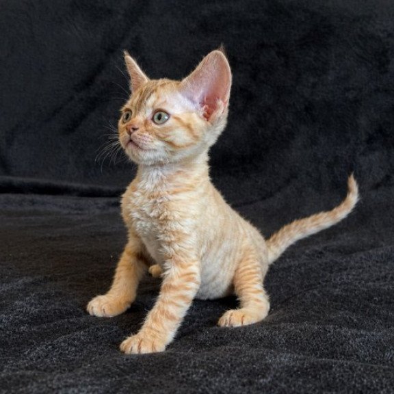 Devon Rex Alva Bonya